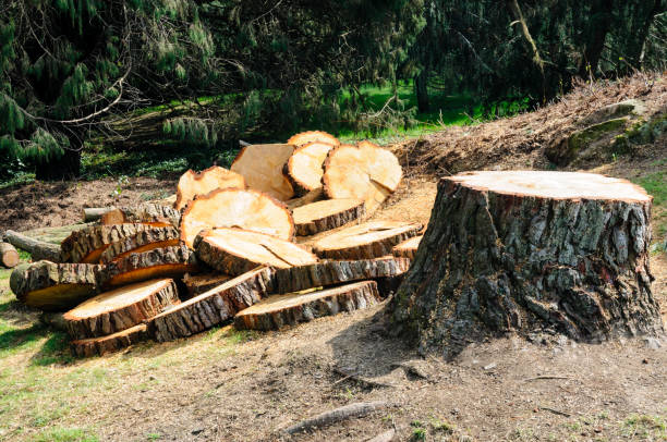 Reliable Jarrell, TX Tree Removal Services Solutions